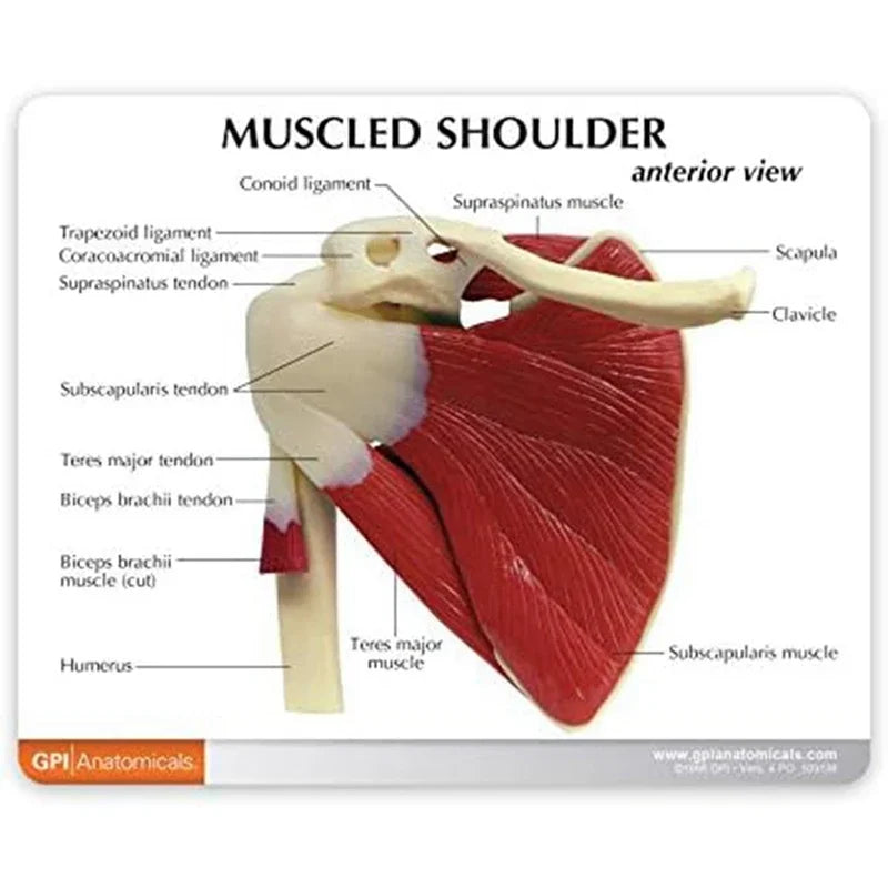 Anatomy Human Right Muscle Shoulder Joint Model With Ligment,  Office And Classroom Easy Install