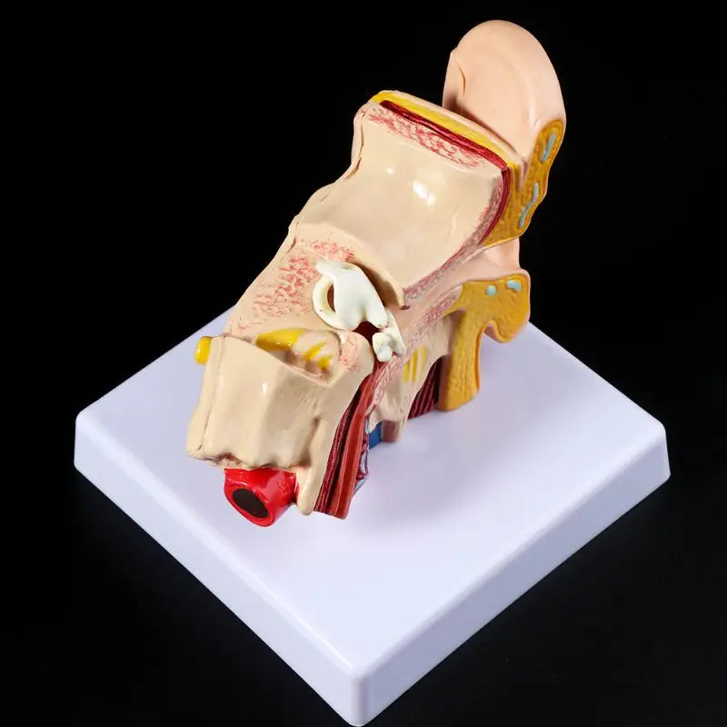 1.5 Times Life Size Human Ear Anatomy Model OrganMedical Teaching Supplies Profe
