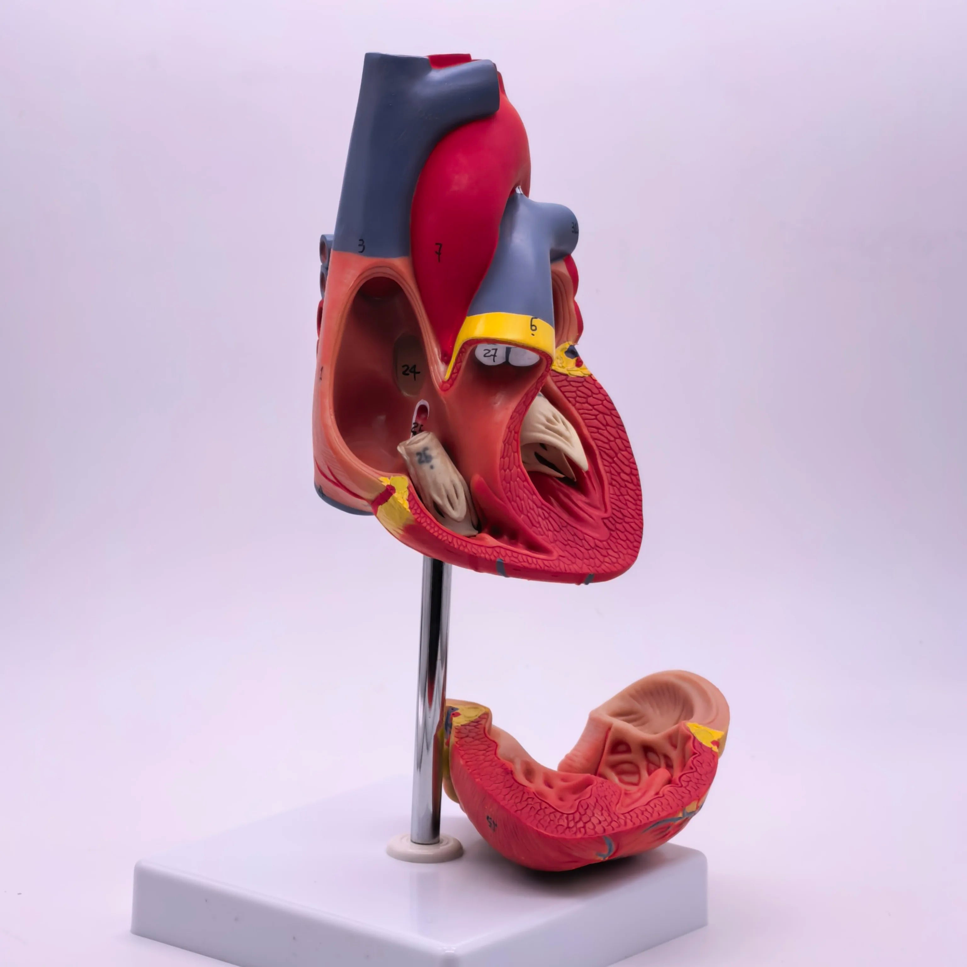 PVC 2 Part Life Size Human Heart Anatomy Model Mounted on White Base Cardiac Medical Learning high QL
