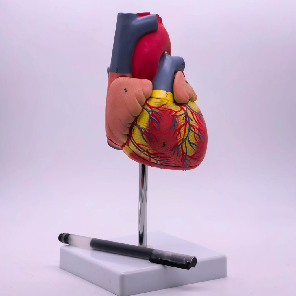 PVC 2 Part Life Size Human Heart Anatomy Model Mounted on White Base Cardiac Medical Learning high QL