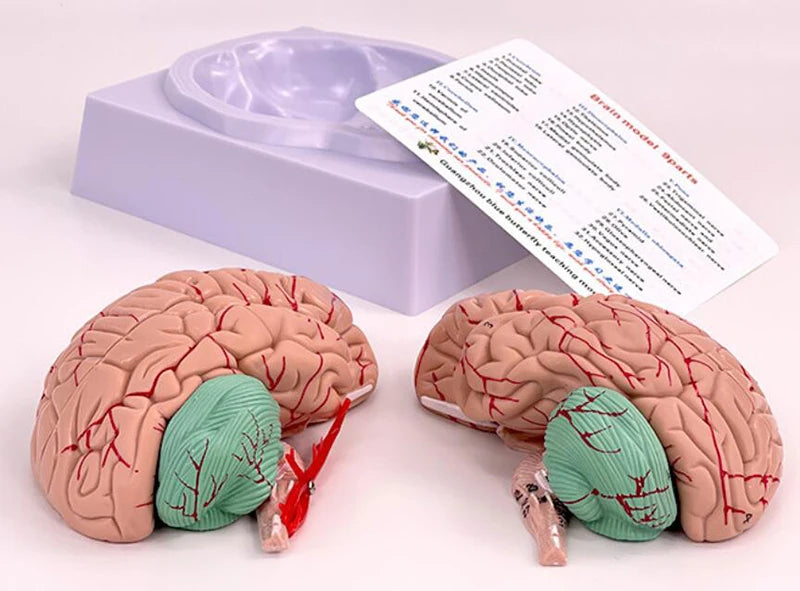 Medical Props Model 8- Parts Disassembled Anatomical Human Accurate Brain Model Anatomy Structure For Medical Teaching Tool