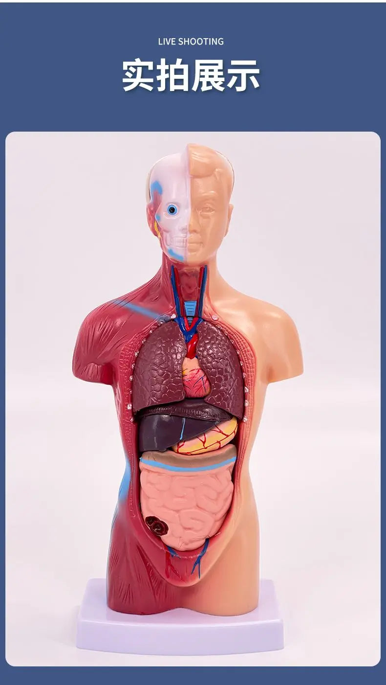 26CM Torso, Human Visceral Anatomy Model, Medical Teaching Aids, Children's Educational Detachable Medical Anatomy Model
