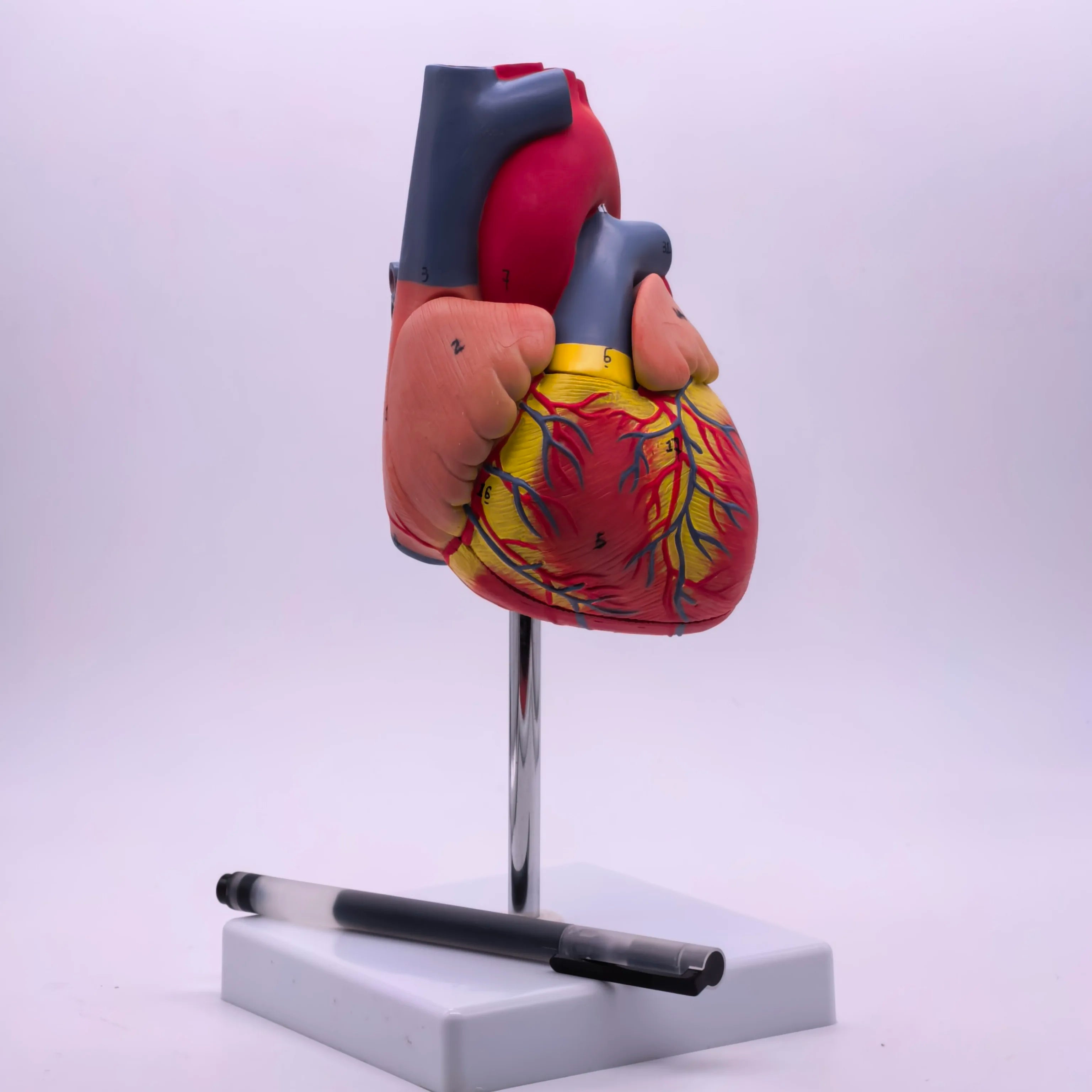 PVC 2 Part Life Size Human Heart Anatomy Model Mounted on White Base Cardiac Medical Learning high QL