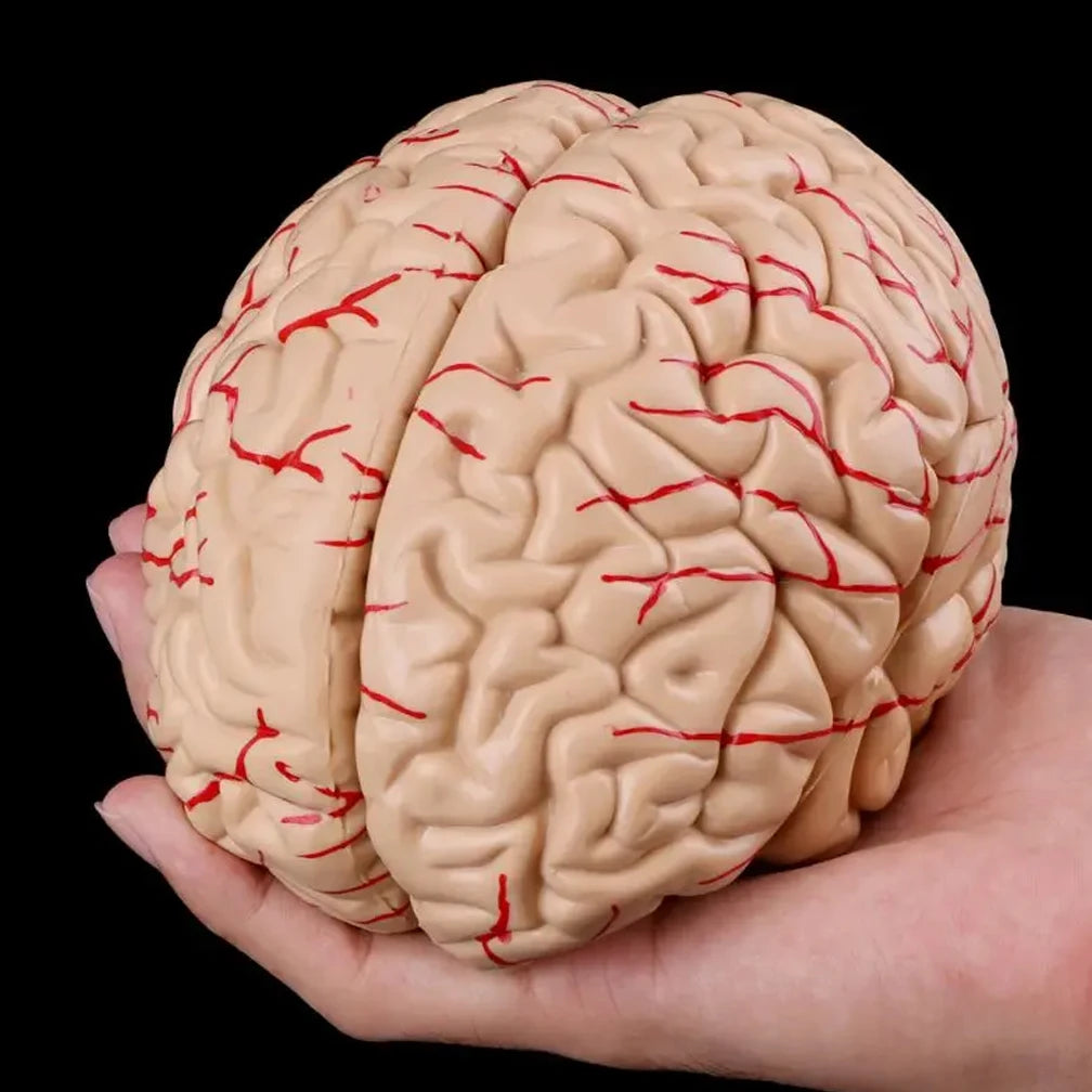 Human Life Size Brain Anatomy Model With Display Base for Lab Science Classroom Study Learning Teaching Display Model Tools