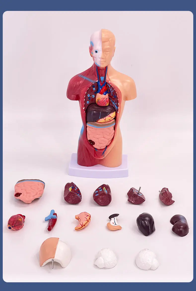 26CM Torso, Human Visceral Anatomy Model, Medical Teaching Aids, Children's Educational Detachable Medical Anatomy Model