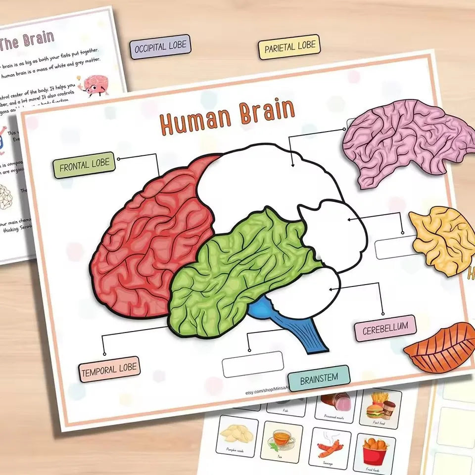 Children's Human Anatomy Busy Book - Explore the Marvels of Body Medical Enlightenment Educational Activity