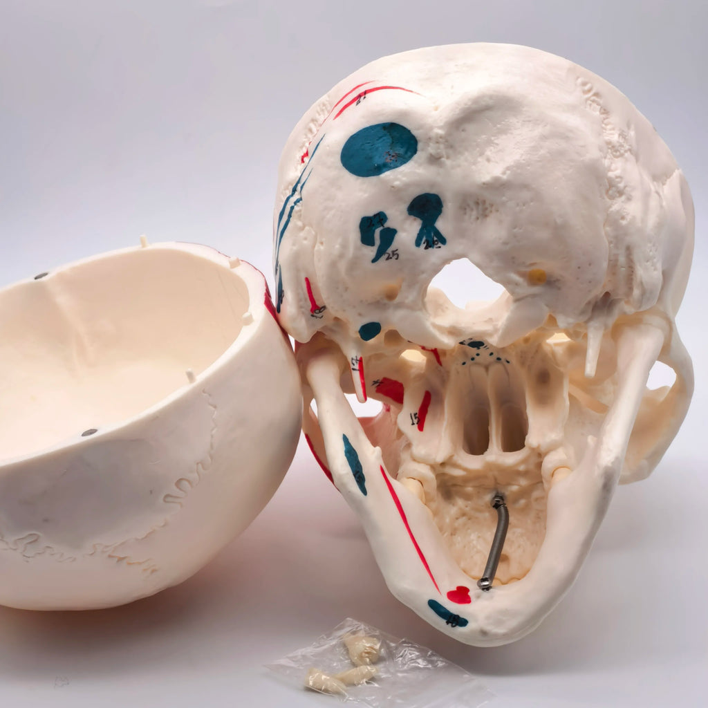 PVC Human Muscular Color Skull Model - 3 Parts Digital Indication Medical Learning Aid Life Size Anatomy Educational Tool