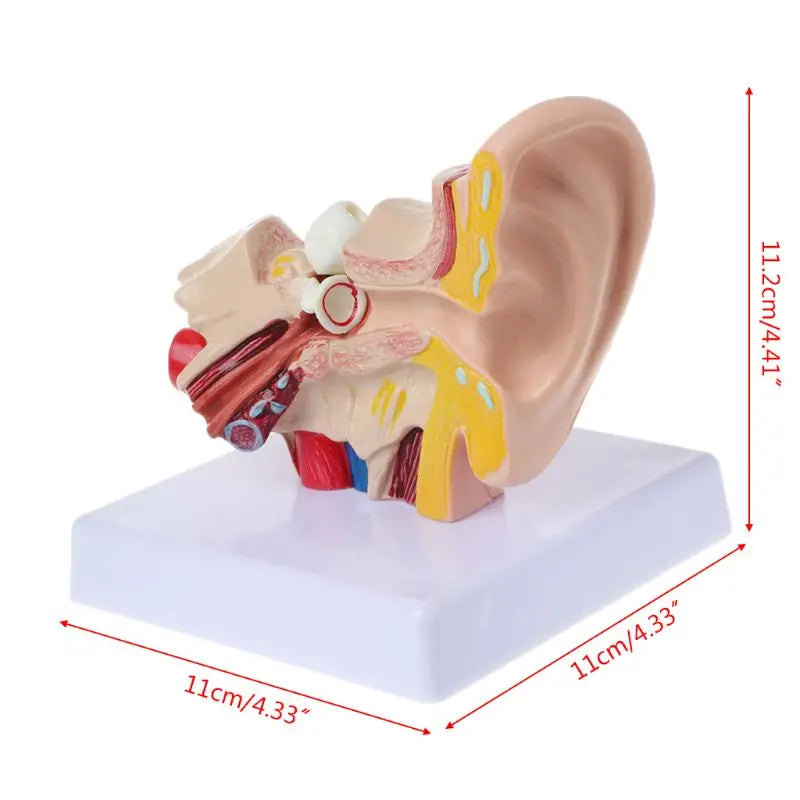 1.5 Times Life Size Human Ear Anatomy Model OrganMedical Teaching Supplies Profe