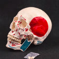 PVC Human Muscular Color Skull Model - 3 Parts Digital Indication Medical Learning Aid Life Size Anatomy Educational Tool