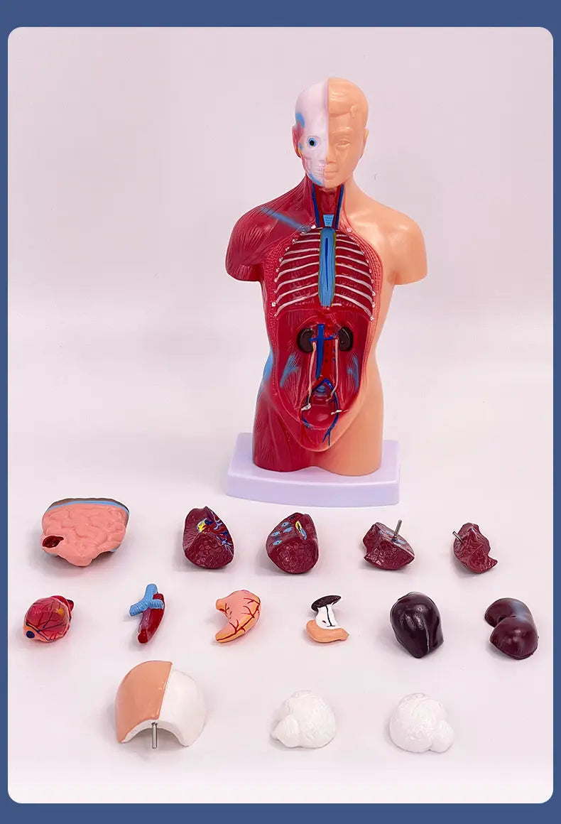 26CM Torso, Human Visceral Anatomy Model, Medical Teaching Aids, Children's Educational Detachable Medical Anatomy Model