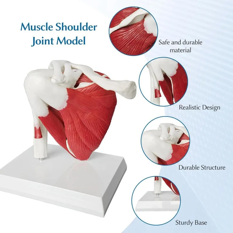Anatomy Human Right Muscle Shoulder Joint Model With Ligment,  Office And Classroom Easy Install