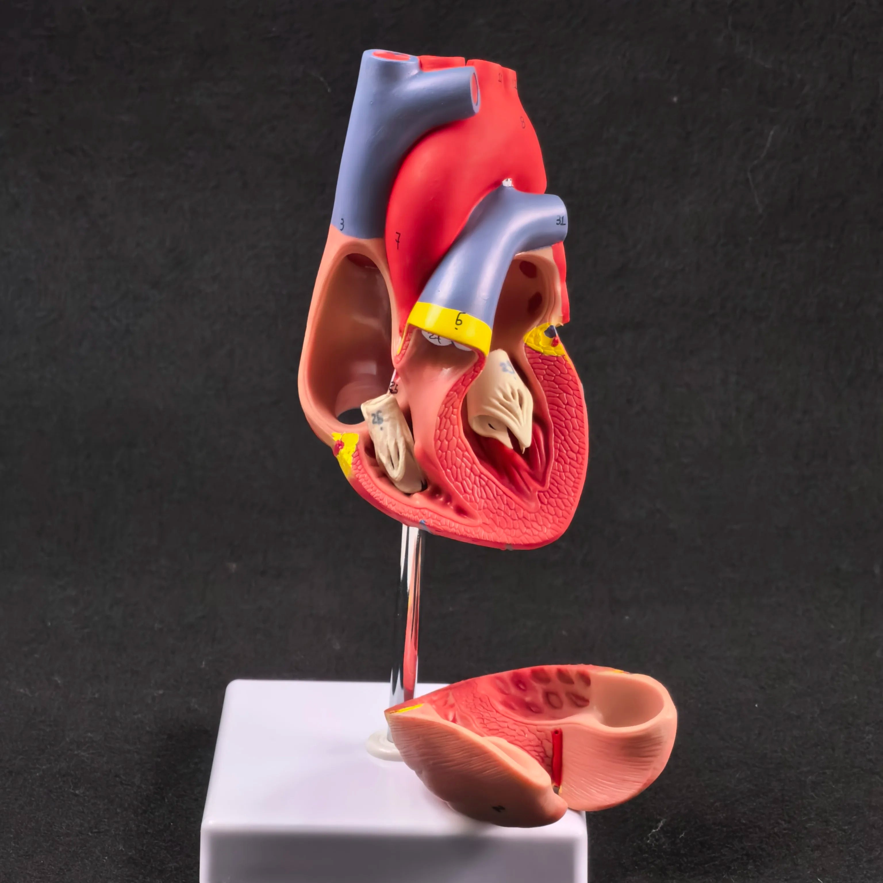 PVC 2 Part Life Size Human Heart Anatomy Model Mounted on White Base Cardiac Medical Learning high QL