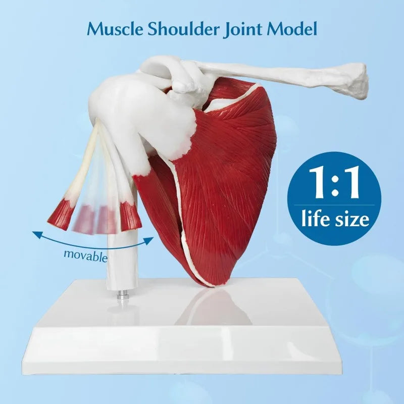 Anatomy Human Right Muscle Shoulder Joint Model With Ligment,  Office And Classroom Easy Install