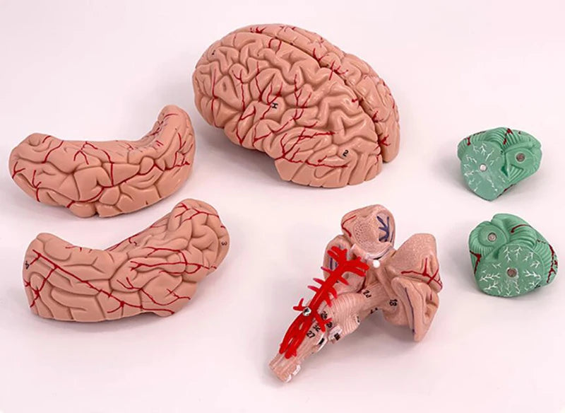 Medical Props Model 8- Parts Disassembled Anatomical Human Accurate Brain Model Anatomy Structure For Medical Teaching Tool