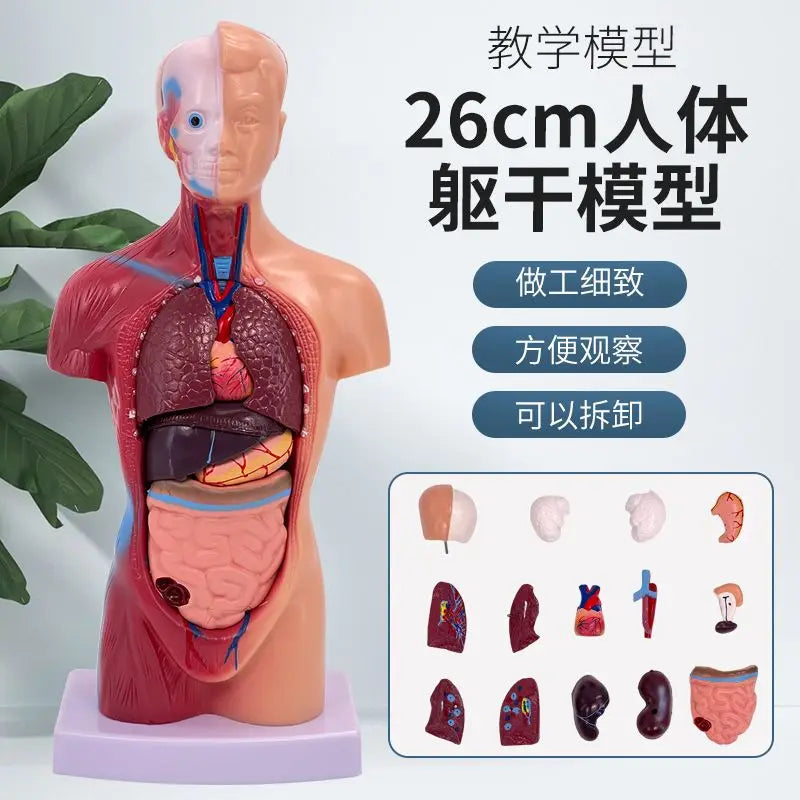 26CM Torso, Human Visceral Anatomy Model, Medical Teaching Aids, Children's Educational Detachable Medical Anatomy Model