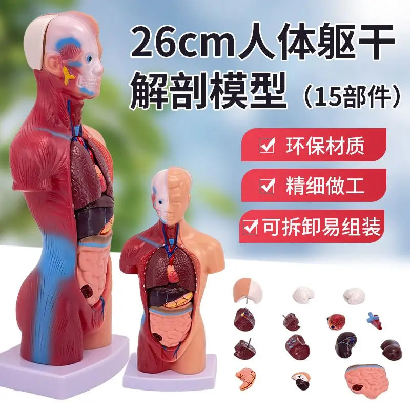 26CM Torso, Human Visceral Anatomy Model, Medical Teaching Aids, Children's Educational Detachable Medical Anatomy Model