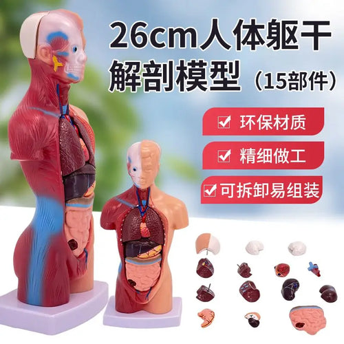 26CM Torso, Human Visceral Anatomy Model, Medical Teaching Aids, Children's Educational Detachable Medical Anatomy Model