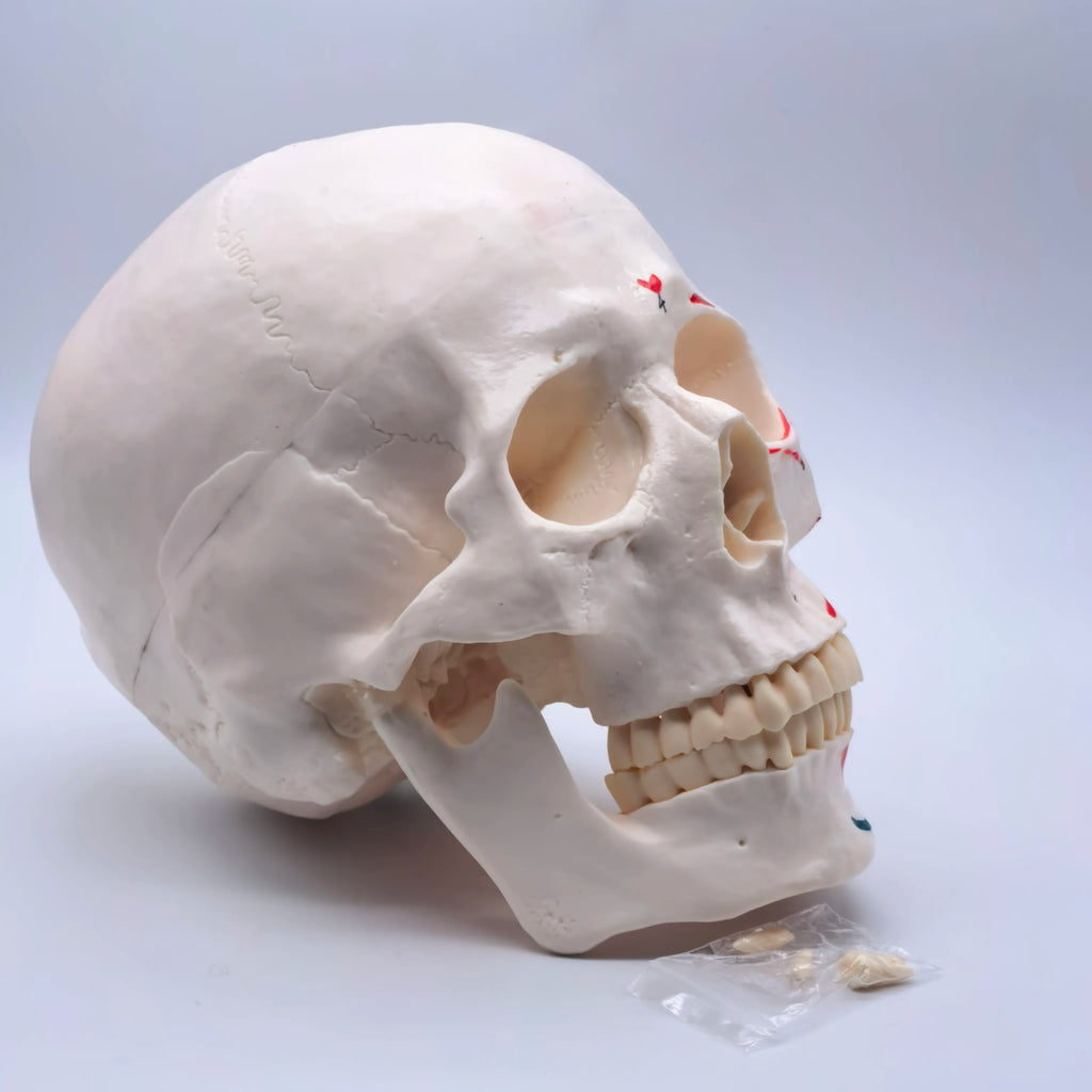 PVC Human Muscular Color Skull Model - 3 Parts Digital Indication Medical Learning Aid Life Size Anatomy Educational Tool