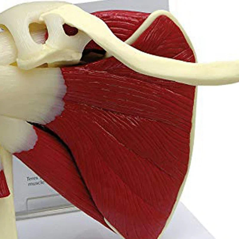 Anatomy Human Right Muscle Shoulder Joint Model With Ligment,  Office And Classroom Easy Install