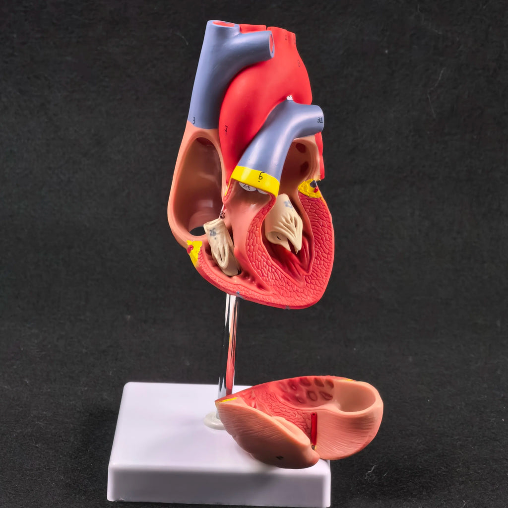 PVC 2 Part Life Size Human Heart Anatomy Model Mounted on White Base Cardiac Medical Learning high QL