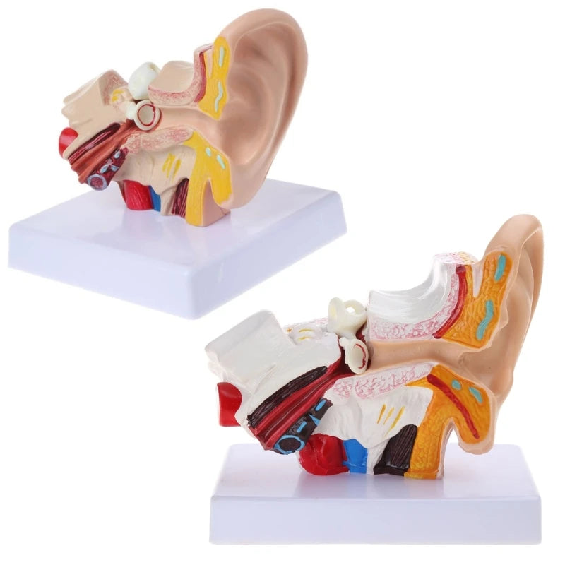 1.5 Times Life Size Human Ear Anatomy Model OrganMedical Teaching Supplies Profe