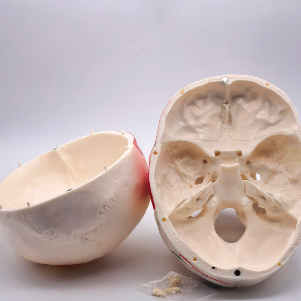 PVC Human Muscular Color Skull Model - 3 Parts Digital Indication Medical Learning Aid Life Size Anatomy Educational Tool