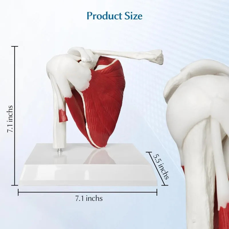 Anatomy Human Right Muscle Shoulder Joint Model With Ligment,  Office And Classroom Easy Install