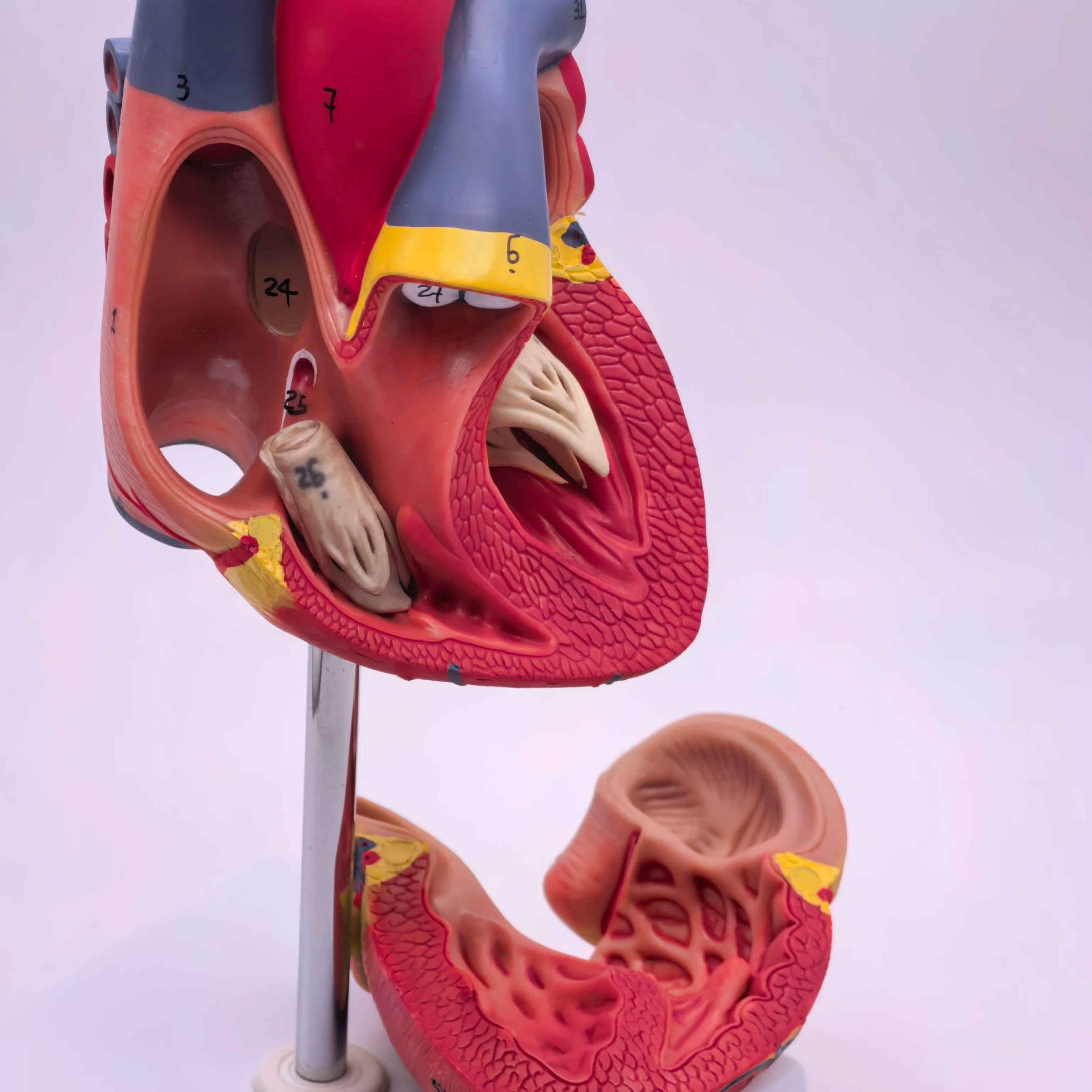 PVC 2 Part Life Size Human Heart Anatomy Model Mounted on White Base Cardiac Medical Learning high QL